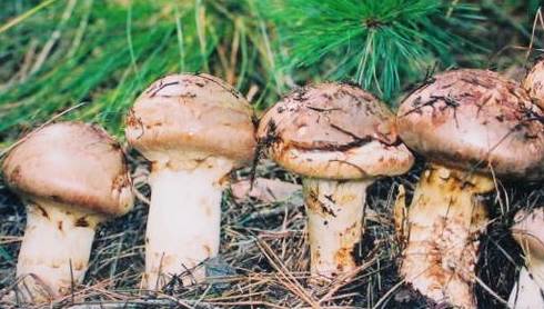 日本人造病毒杀灭癌细胞,日本消灭癌细胞的药