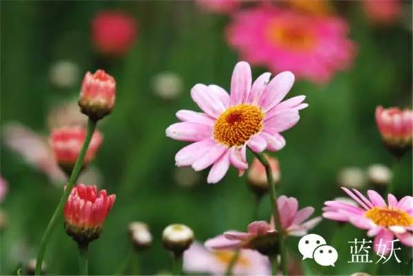 怎样才可以把玛格丽特花养好,玛格丽特花养多久爆花