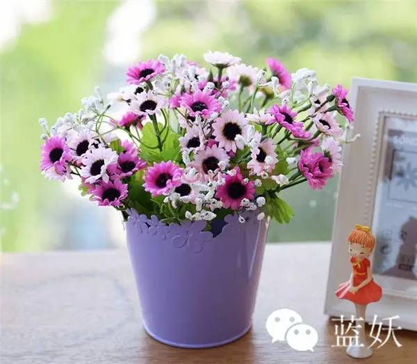 怎样才可以把玛格丽特花养好,玛格丽特花养多久爆花