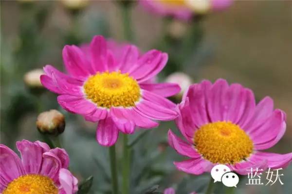 怎样才可以把玛格丽特花养好,玛格丽特花养多久爆花