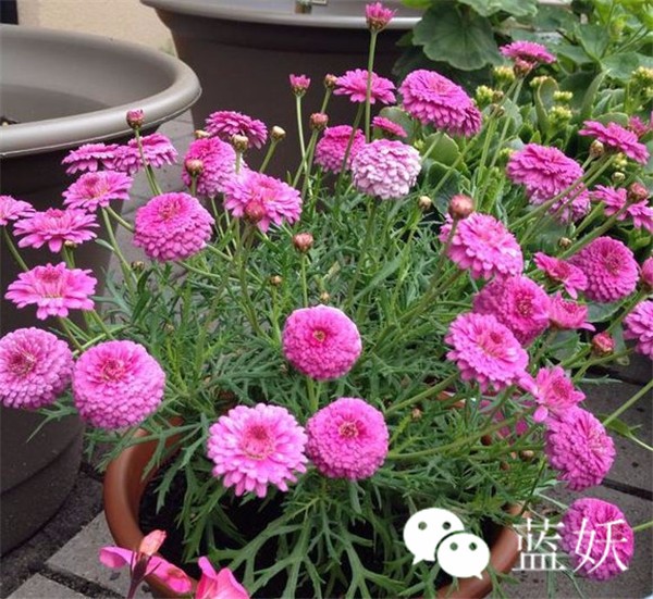怎样才可以把玛格丽特花养好,玛格丽特花养多久爆花