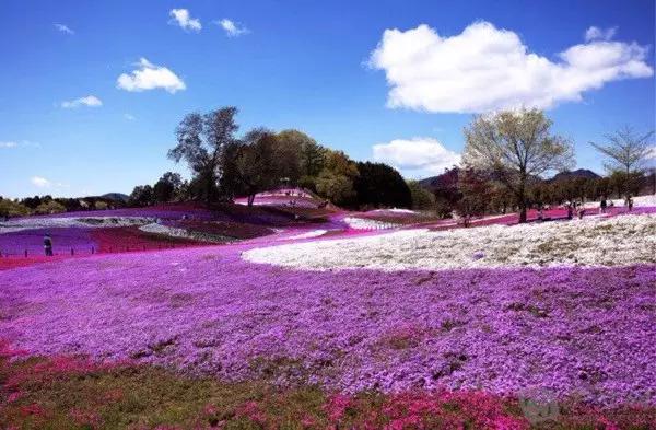 不用去日本也能看的樱花海,不用去日本也可以看到枫叶