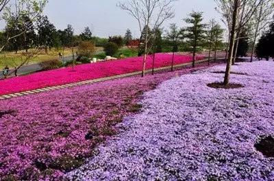 不用去日本也能看的樱花海,不用去日本也可以看到枫叶