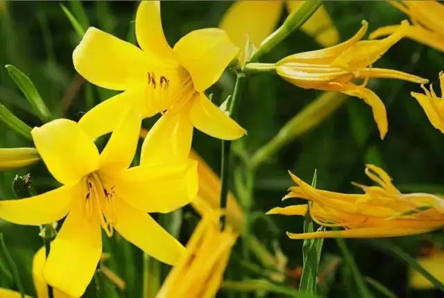 云南人再贵也要吃野生菌,云南人吃过最奢侈的一道菜