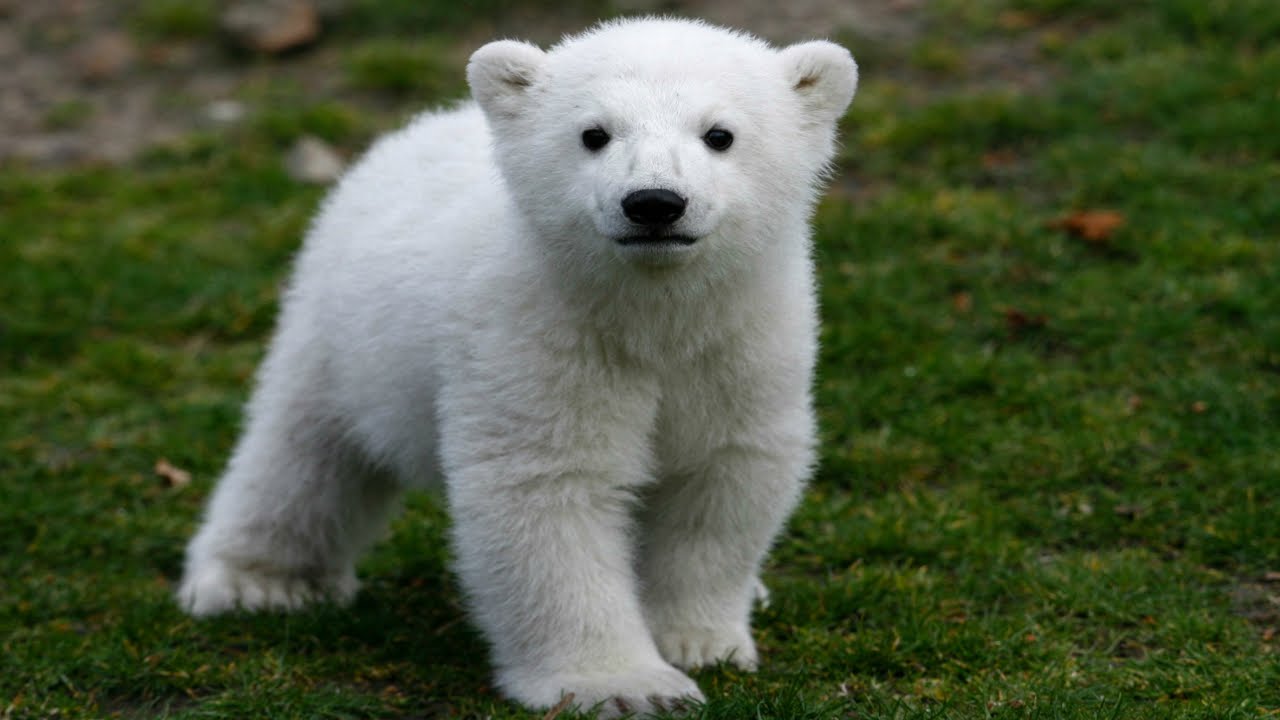 奥巴梅扬帅照,奥巴梅扬表现