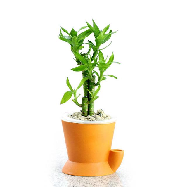 养的富贵竹叶子发黄的原因,我养的富贵竹叶子发黄了怎么办