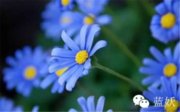 怎样才可以把玛格丽特花养好,玛格丽特花养多久爆花