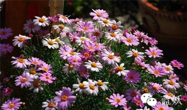 怎样才可以把玛格丽特花养好,玛格丽特花养多久爆花