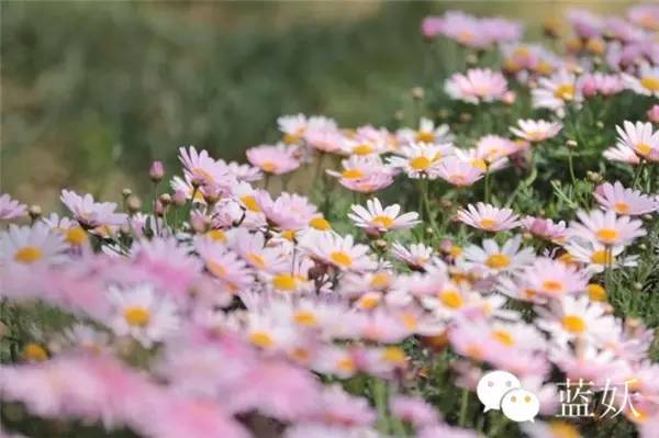 怎样才可以把玛格丽特花养好,玛格丽特花养多久爆花