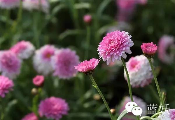 怎样才可以把玛格丽特花养好,玛格丽特花养多久爆花
