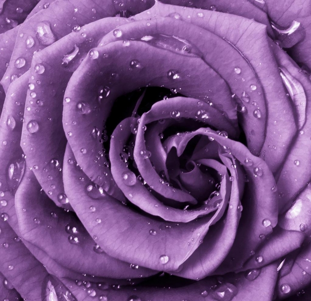 伊迪说：兰蔻这朵玫瑰很法国