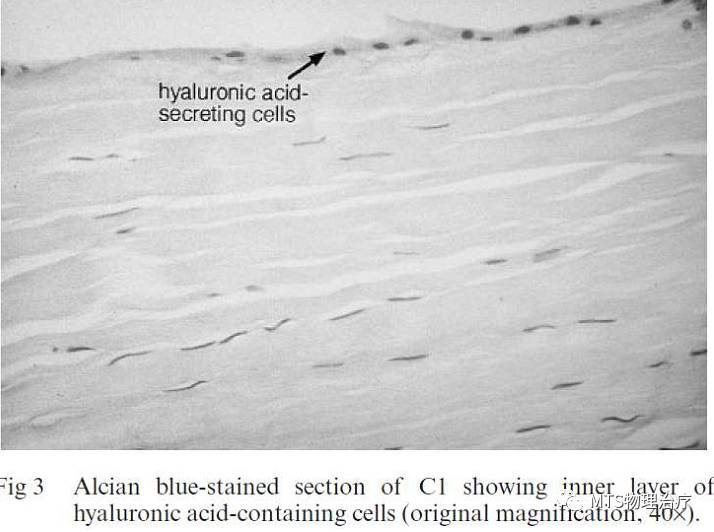 筋膜的润滑液——透明质酸