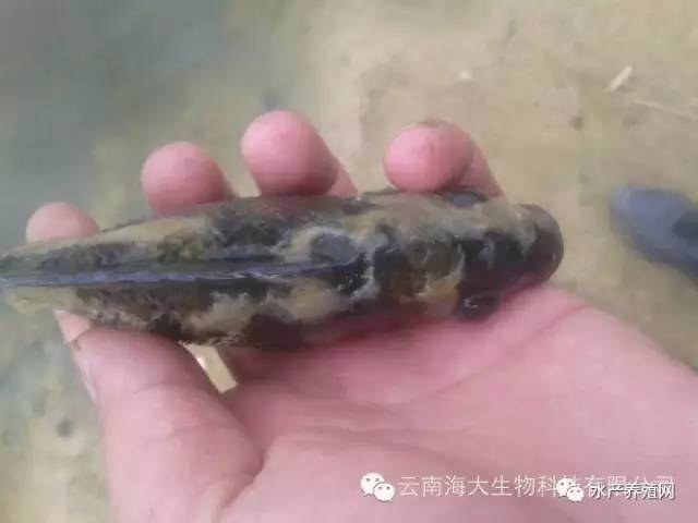 罗非鱼怎么样防霜冻,罗非鱼水霉病的特征