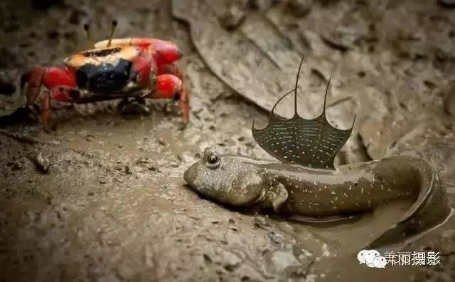 2017年霞浦“海鲜年历”出炉，你知道现在该吃什么吗？