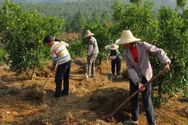 维纳斯苹果苦痘病为什么严重,苹果苦痘病症状及发生原因