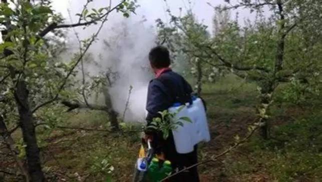 维纳斯苹果苦痘病为什么严重,苹果苦痘病症状及发生原因