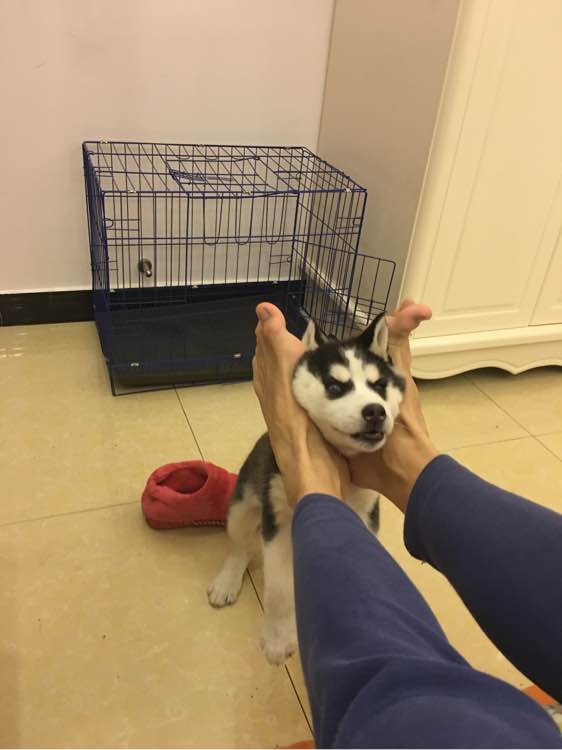 哈士奇的正确饲养方法有哪些,这才是哈士奇的正确遛法