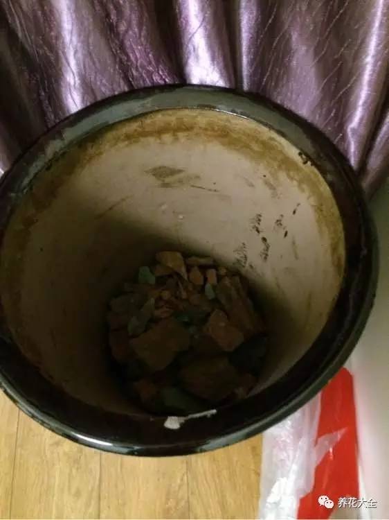 花死了花盆要不要扔,花死了要不要扔