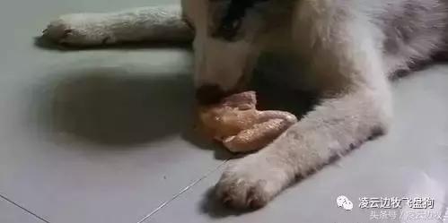 关注！骨头可以杀死狗！