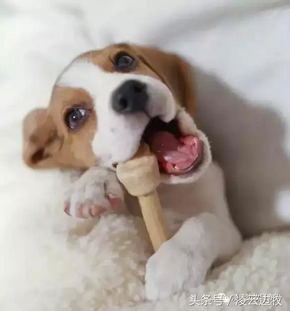 关注！骨头可以杀死狗！