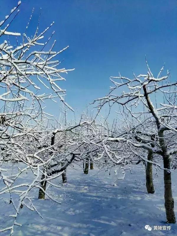 一场雪黄陵就美成了人间仙境