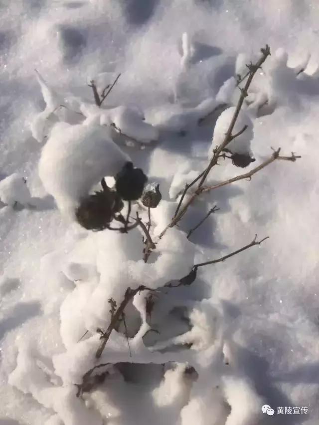 一场雪黄陵就美成了人间仙境