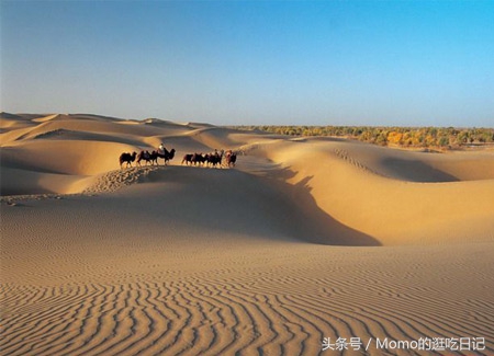 骑骆驼是怎样的一种感受？
