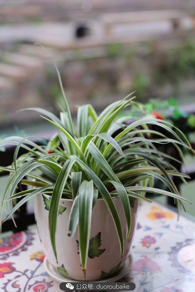 回忆之旅最适合带的植物,野外旅游必须记住的植物