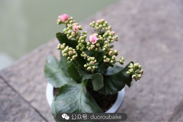 回忆之旅最适合带的植物,野外旅游必须记住的植物