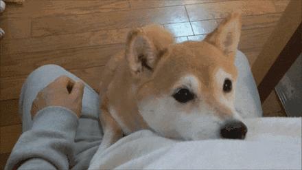 成都宠物寄养基地,成都狗狗寄养