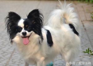 拥有一双美丽翅膀,有一双美丽的眼睛的狗