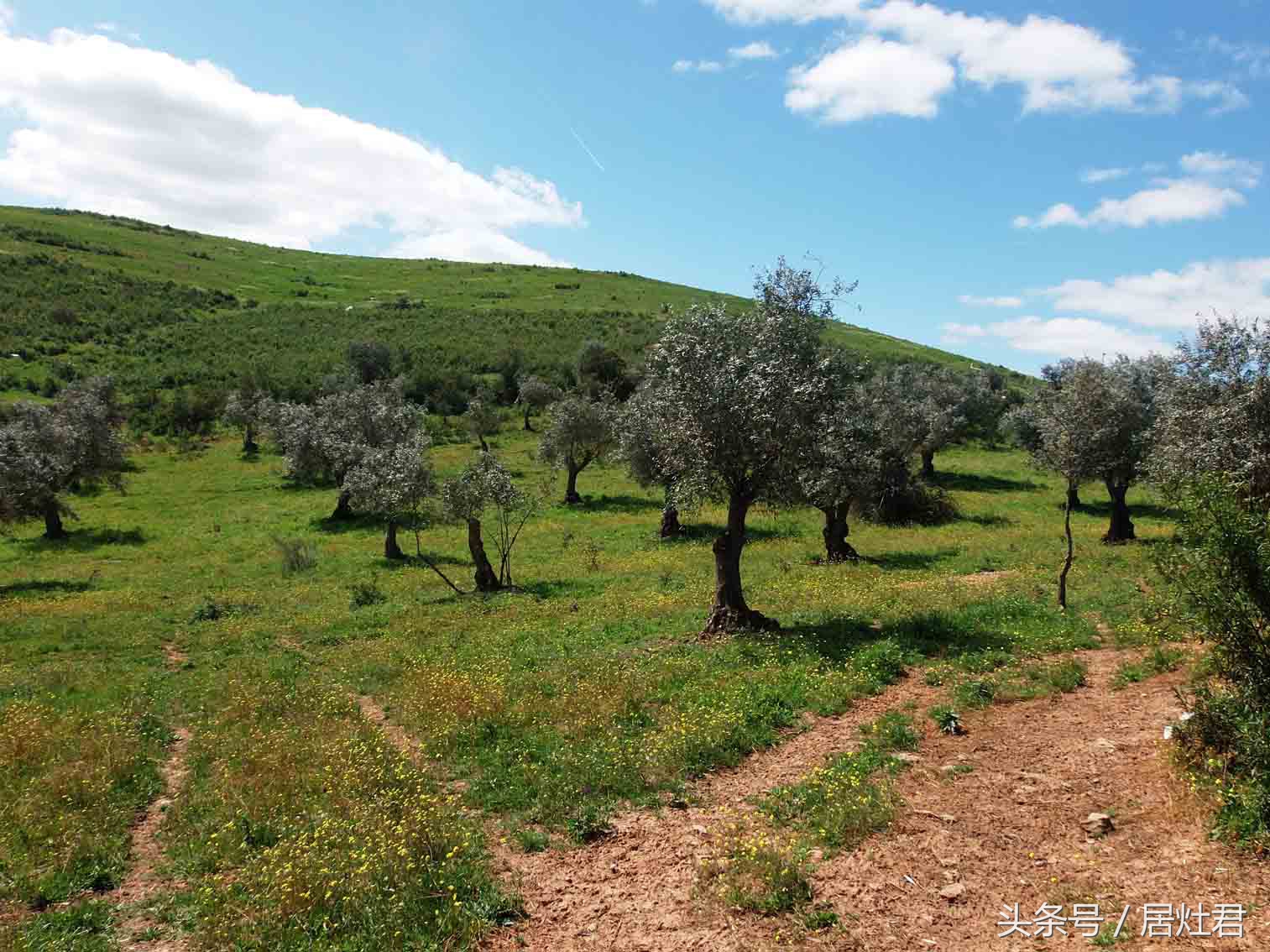为什么都说橄榄油好,关于橄榄油的一点心得