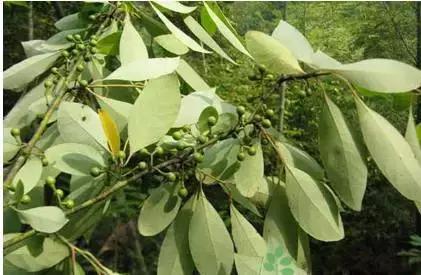 民间偏方支气管肺炎,支气管炎最有效民间偏方