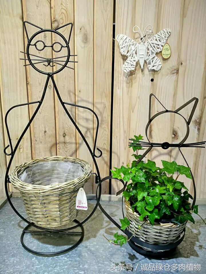 铁艺多肉怎么养,铁艺多肉
