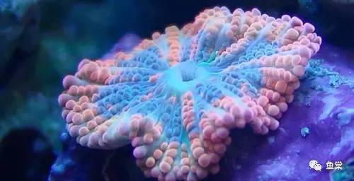 过年要回家鱼没人喂怎么办,过年了要外出家里的鱼怎么办