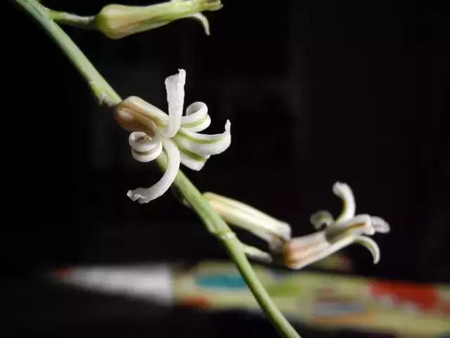 能抵御辐射的植物,最好的防辐射植物