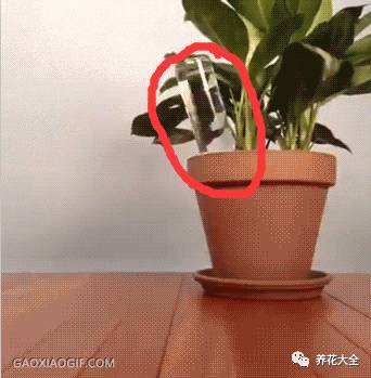 外出旅游家里的花没人浇水怎么办,出差家里花没人浇水怎么办