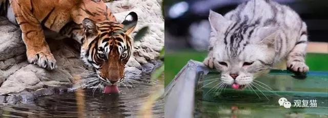 蓝猫找猫报应,蓝毛找猫