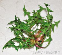 出现在小学语文课本上的这种植物，它的药用价值你知道吗？