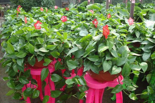 绿萝的花需要太阳吗,绿萝养法十种养不死的室内绿植