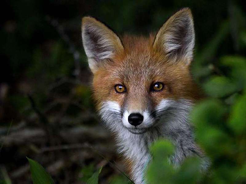懒汉发现狐妖藏身秘密，用滚油烫死狐妖一家，惹下大祸