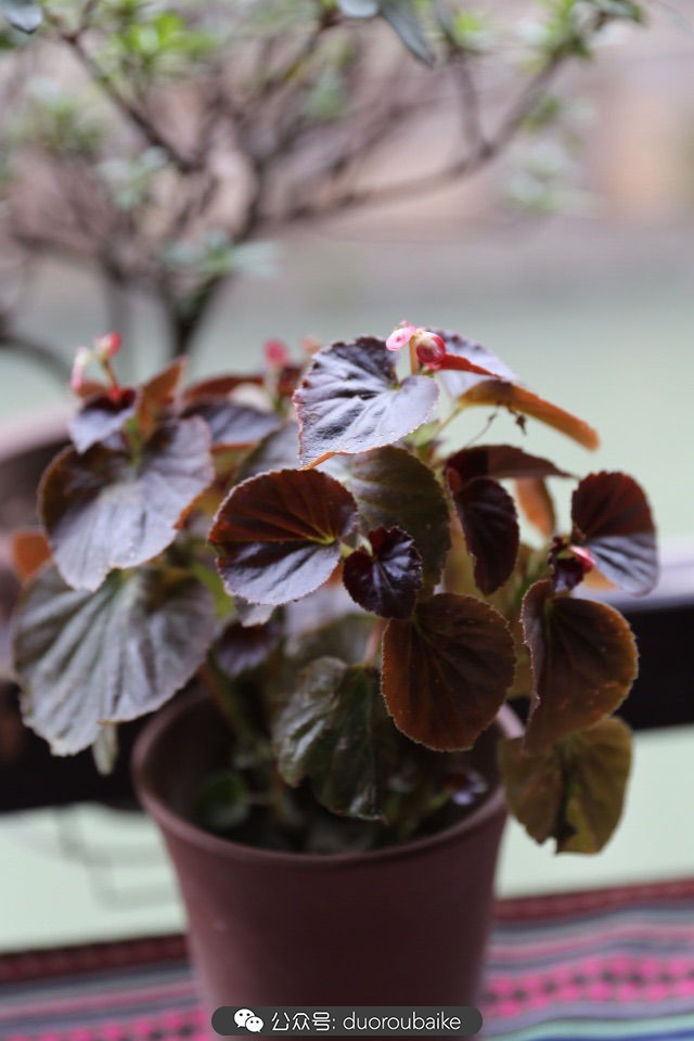 回忆之旅最适合带的植物,野外旅游必须记住的植物