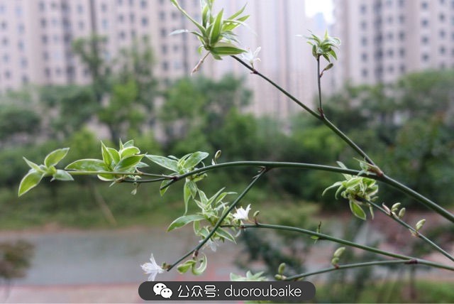 回忆之旅最适合带的植物,野外旅游必须记住的植物