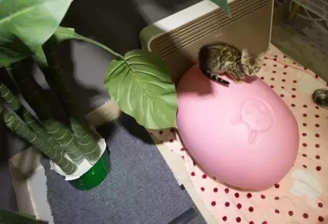 成都宠物寄养基地,成都狗狗寄养