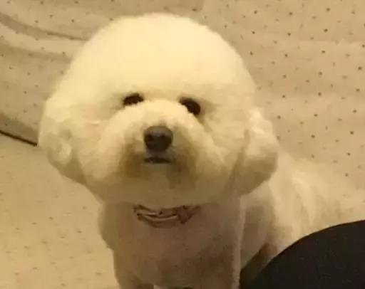 成都宠物寄养基地,成都狗狗寄养