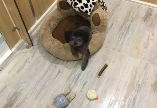 成都宠物寄养基地,成都狗狗寄养