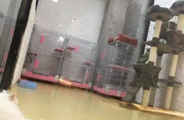 成都宠物寄养基地,成都狗狗寄养