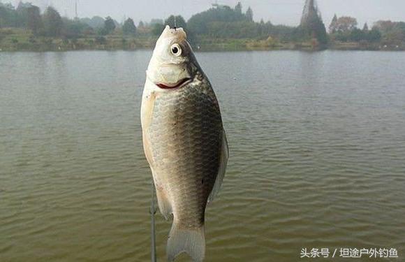 水库钓鲫鱼小鱼闹窝怎么办,冬天山体水库钓鲫鱼的方法