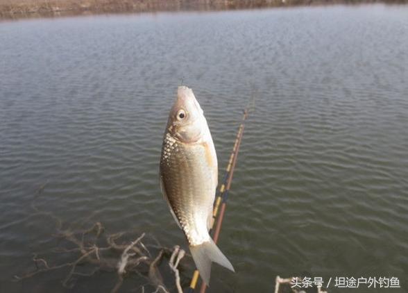 水库钓鲫鱼小鱼闹窝怎么办,冬天山体水库钓鲫鱼的方法
