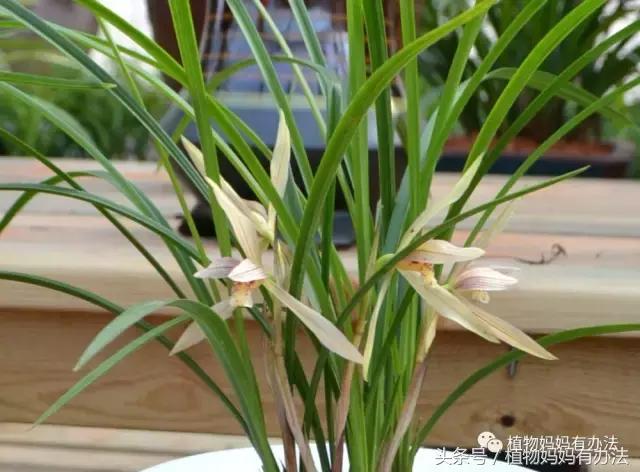 神奇植物在哪里英文,神奇植物在哪里全集